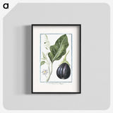 1-26_Hortus-Romanus-Botanical-Plates_blk
