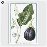 1-26_Hortus-Romanus-Botanical-Plates_picture-crop