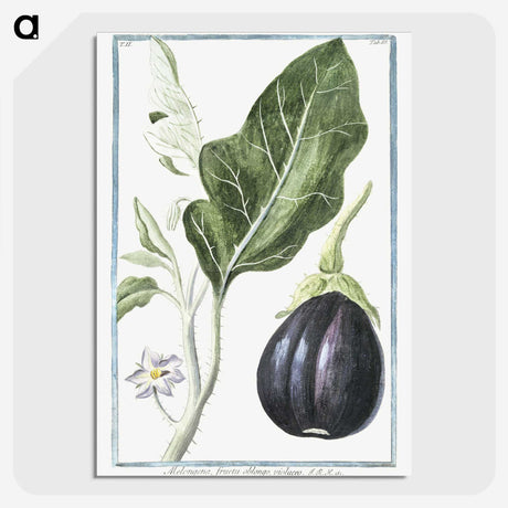 1-26_Hortus-Romanus-Botanical-Plates_picture-crop