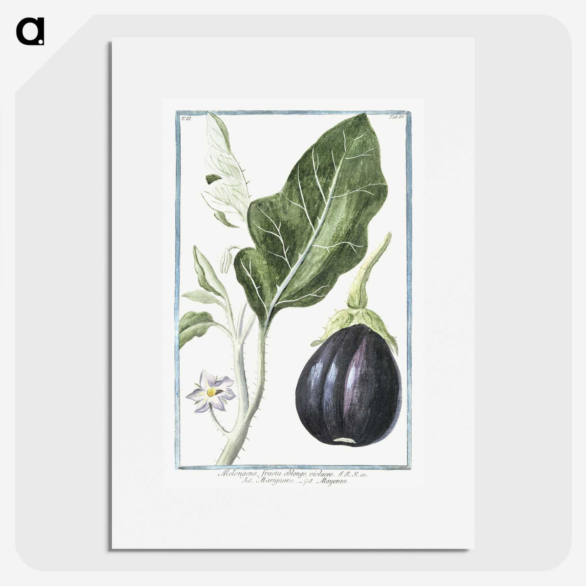 1-26_Hortus-Romanus-Botanical-Plates_picture