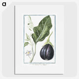1-26_Hortus-Romanus-Botanical-Plates_picture