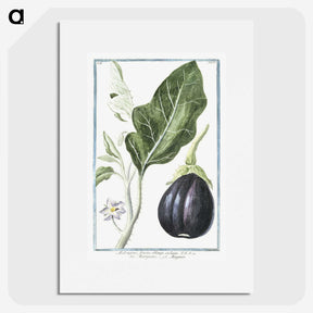 1-26_Hortus-Romanus-Botanical-Plates_picture