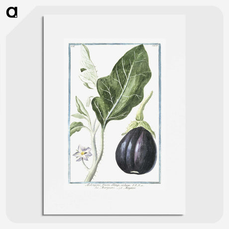 1-26_Hortus-Romanus-Botanical-Plates_picture