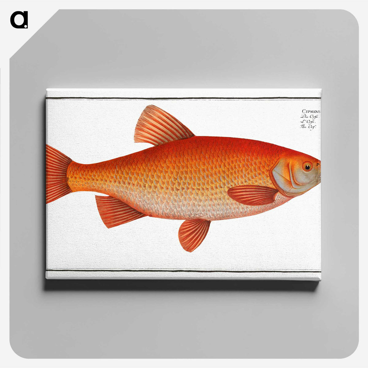 1-26_Ichtyologie-ou-Histoire-naturelle_canvas