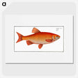 1-26_Ichtyologie-ou-Histoire-naturelle_picture