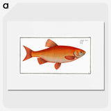 1-26_Ichtyologie-ou-Histoire-naturelle_picture