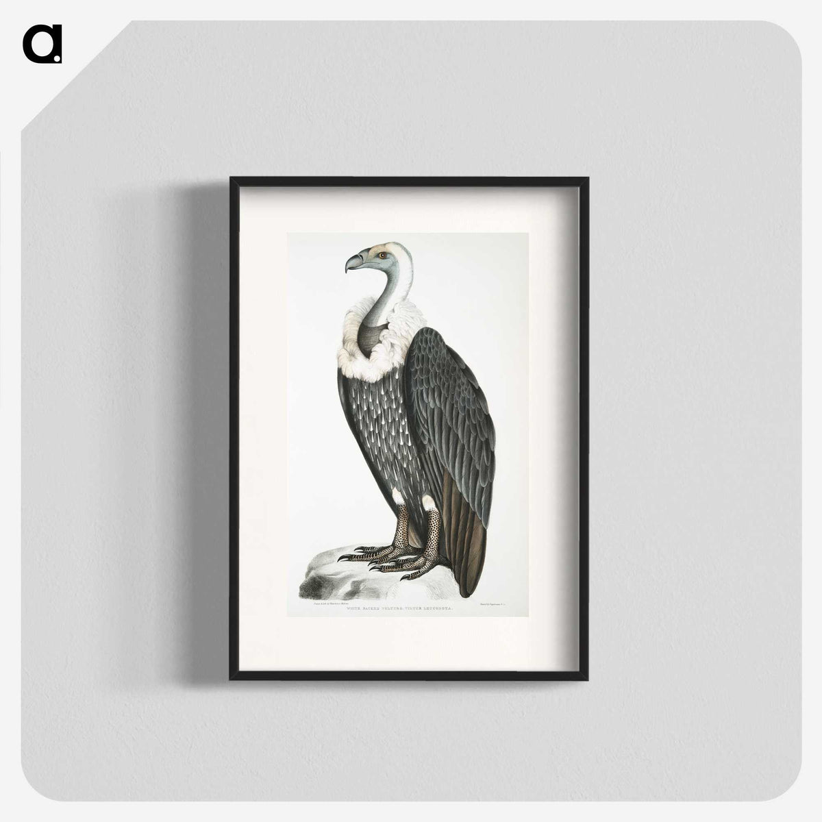 1-26_Indian-Zoology_blk