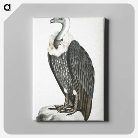 1-26_Indian-Zoology_canvas