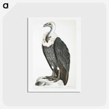 1-26_Indian-Zoology_hagaki