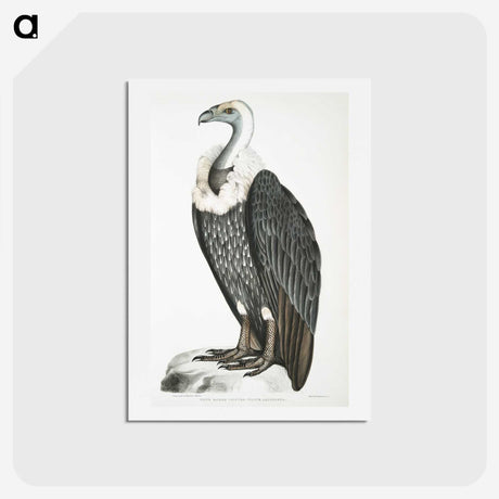 1-26_Indian-Zoology_hagaki