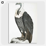 1-26_Indian-Zoology_picture-crop