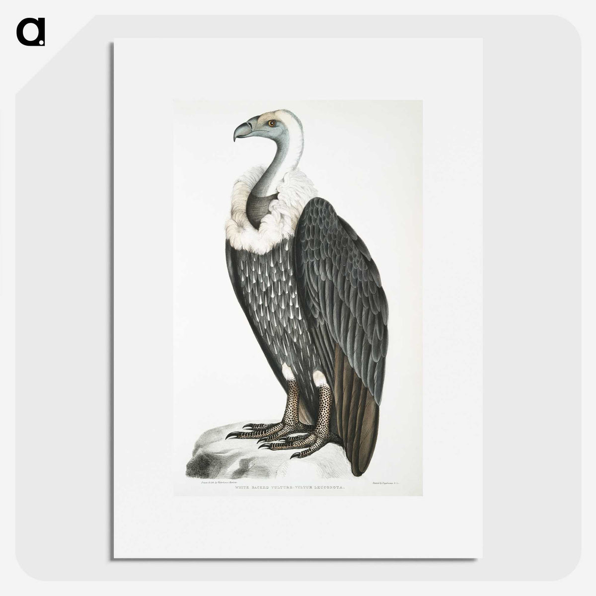 1-26_Indian-Zoology_picture