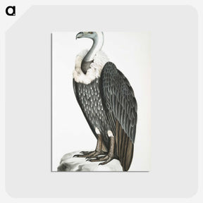 1-26_Indian-Zoology_postcard