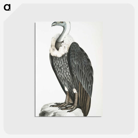 1-26_Indian-Zoology_postcard