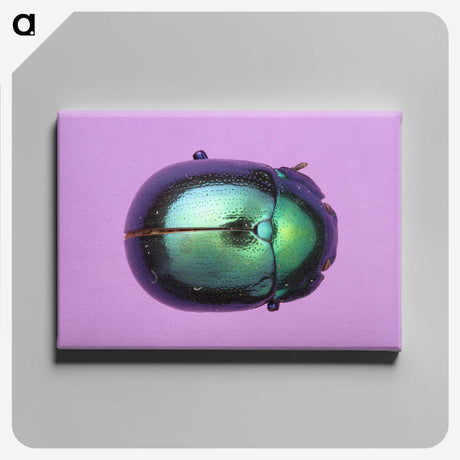 1-26_Insects-Unlocked-Project_canvas