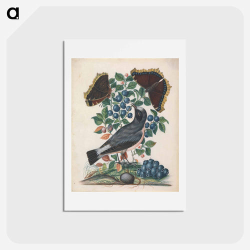 Northern Wheatear with Bilberry, Camberwell Beauty, and Pupa
 - ジェームズ ボルトン Postcard.