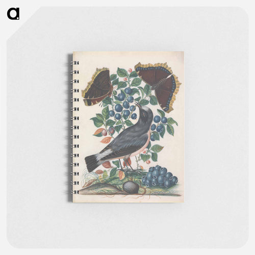 Northern Wheatear with Bilberry, Camberwell Beauty, and Pupa
 - ジェームズ ボルトン Memo.