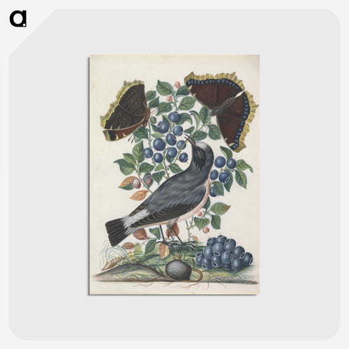 Northern Wheatear with Bilberry, Camberwell Beauty, and Pupa
 - ジェームズ ボルトン Postcard.
