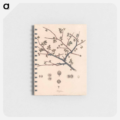 Balesson
 - ジェームス ヒース Memo.