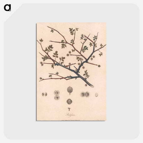 アートポストカード-Balesson
 - ジェームス ヒース Postcard.