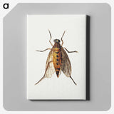 1-26_Jan-Van-Kessel_canvas