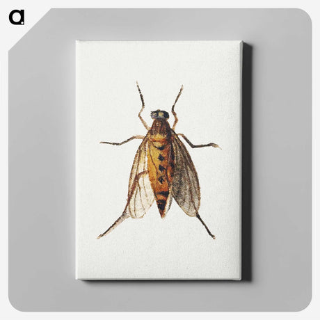1-26_Jan-Van-Kessel_canvas