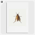 1-26_Jan-Van-Kessel_picture