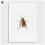 1-26_Jan-Van-Kessel_picture