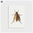 1-26_Jan-Van-Kessel_postcard
