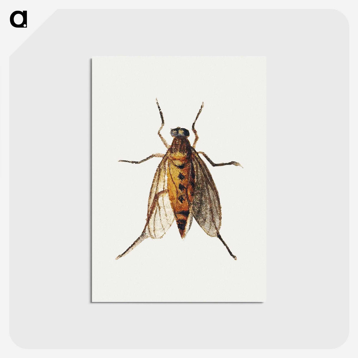1-26_Jan-Van-Kessel_postcard