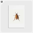 アートポストカード-Cicada
 - ヤン ファン ケッセル Postcard.