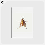 アートポストカード-Cicada
 - ヤン ファン ケッセル Postcard.