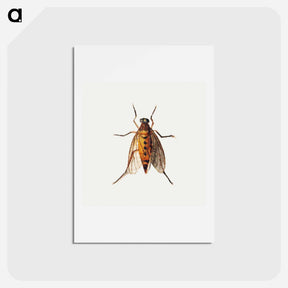 アートポストカード-Cicada
 - ヤン ファン ケッセル Postcard.