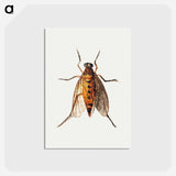 アートポストカード-Cicada
 - ヤン ファン ケッセル Postcard.