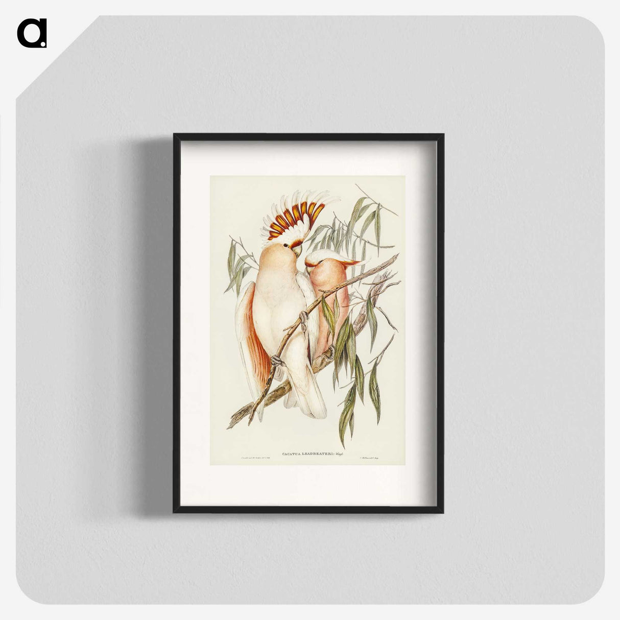 1-26_John-Gould_blk