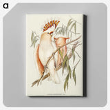 1-26_John-Gould_canvas