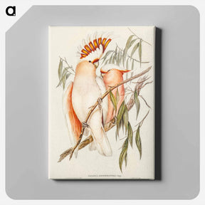 アートパネル-Leadbeater's Cockatoo
 - ジョン グールド Canvas.