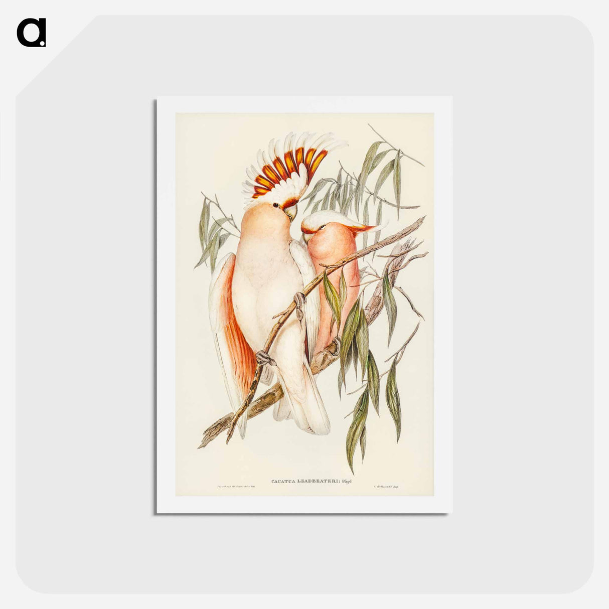 アートポストカード-Leadbeater's Cockatoo
 - ジョン グールド Postcard.