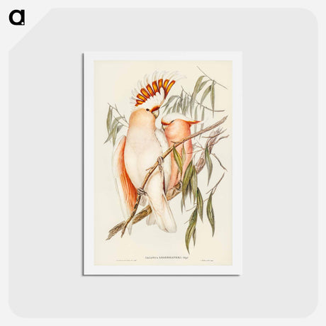 アートポストカード-Leadbeater's Cockatoo
 - ジョン グールド Postcard.