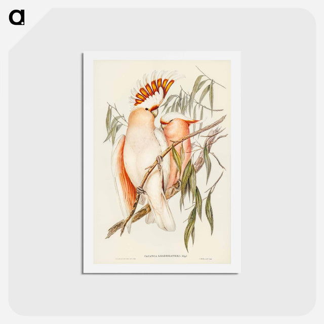 アートポストカード-Leadbeater's Cockatoo
 - ジョン グールド Postcard.