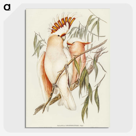 1-26_John-Gould_picture-crop