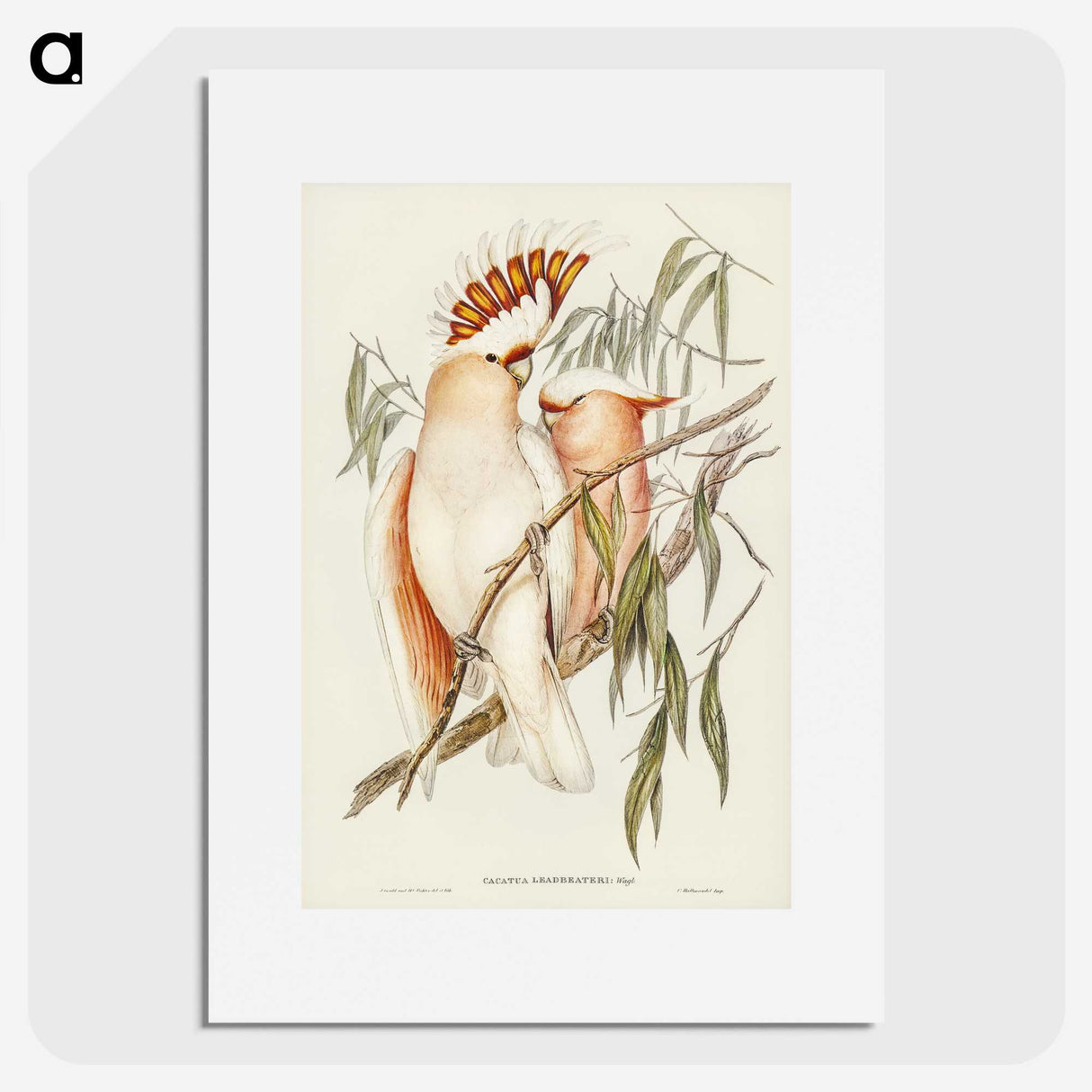 1-26_John-Gould_picture