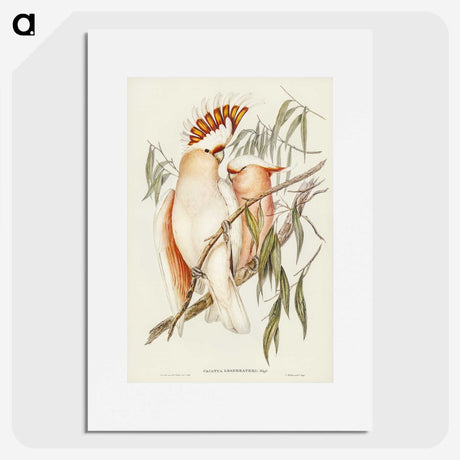 1-26_John-Gould_picture