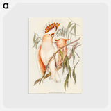 アートポストカード-Leadbeater's Cockatoo
 - ジョン グールド Postcard.
