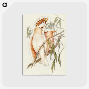 1-26_John-Gould_postcard