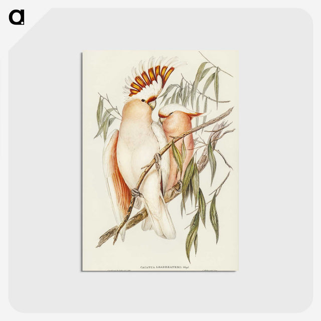 1-26_John-Gould_postcard