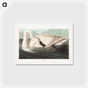 アートポストカード-Trumpeter Swan
 - ジョン ジェームス オーデュボン Postcard.
