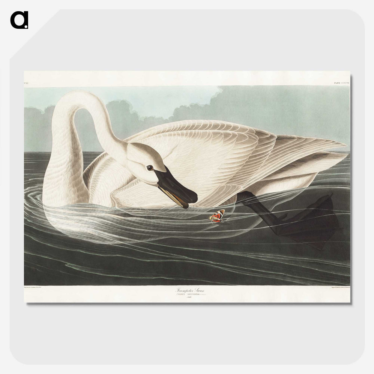 1-26_John-James-Audubon_picture-crop