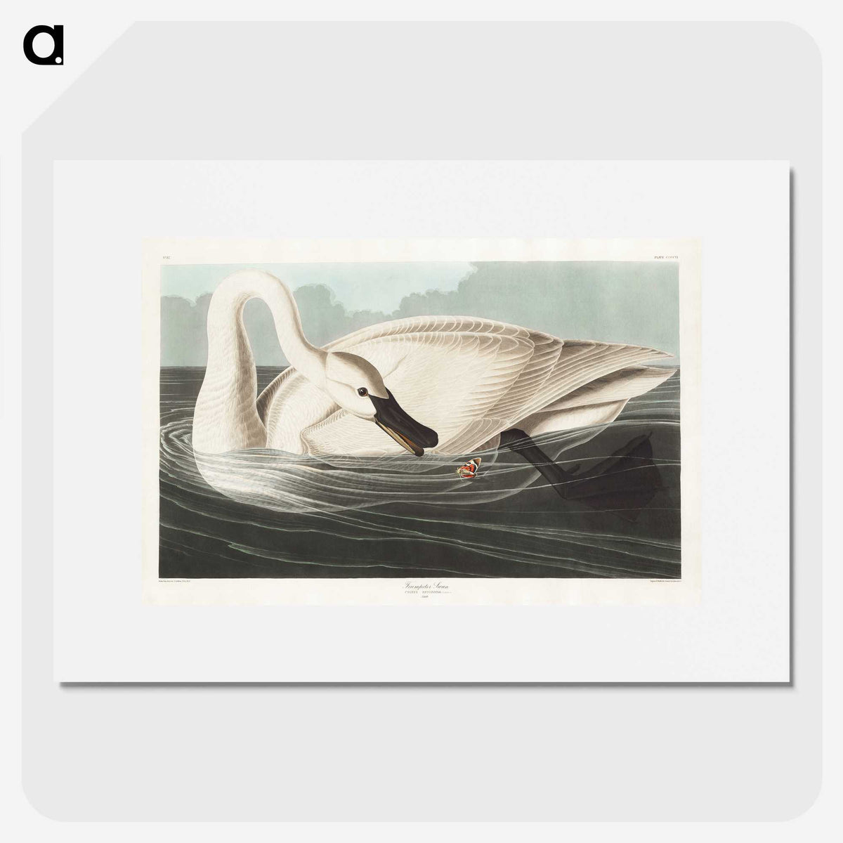 1-26_John-James-Audubon_picture