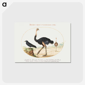 1-26_Joris-Hoefnagel_postcard